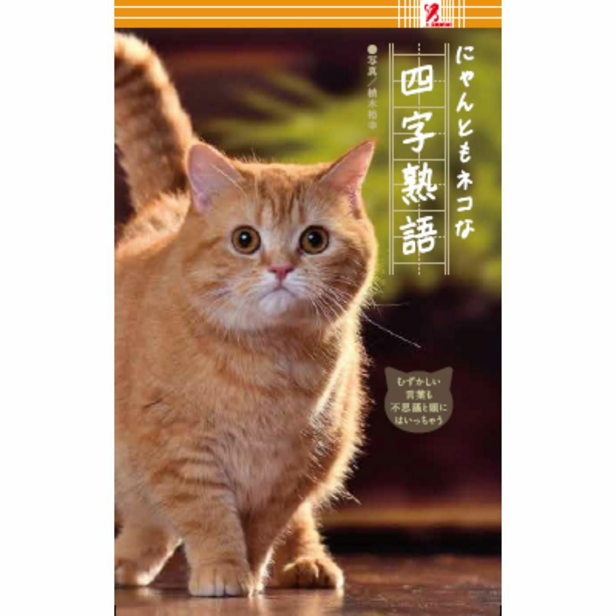 にゃんともﾈｺな 四字熟語／Surprise Book（サプライズブック