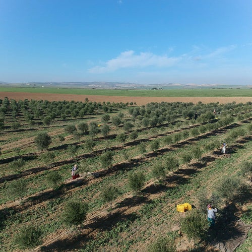 金賞受賞 NICHEN Typical エキストラバージンオリーブオイル250ml×6本セット